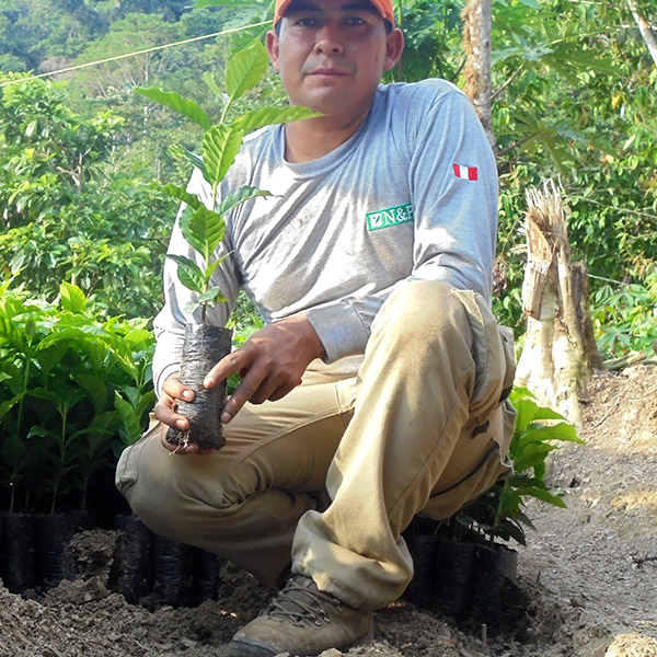 Fases de Trabajo